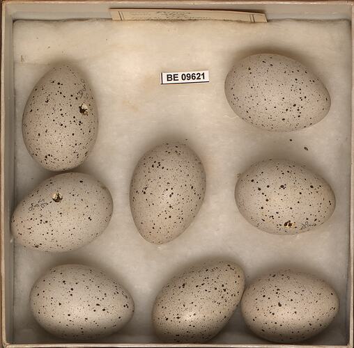 Eight bird eggs with specimen labels in box.