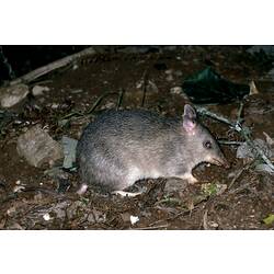 A Long-nosed Bandicoot standing on leaf litter.