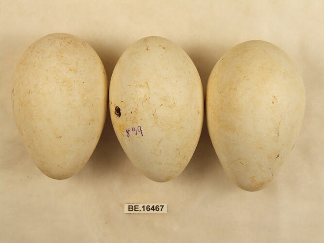 Three bird eggs with specimen label.