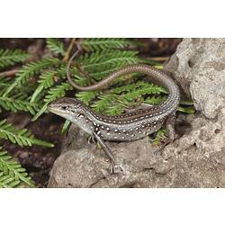 Grey-brown skink with white spots on side standing on rock.