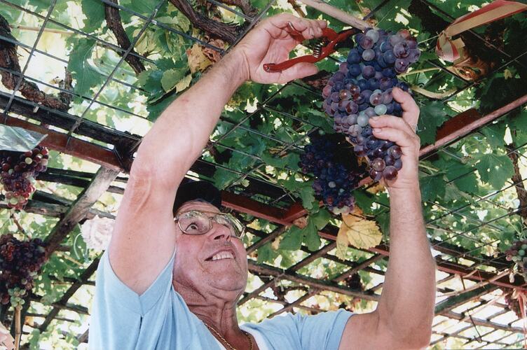 Salvatore Mazzarino Harvesting Grapes in his Garden, St Albans, Melbourne, 1980s