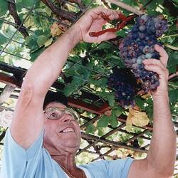 Photograph - Salvatore Mazzarino Harvesting Grapes in his Garden, St Albans, Melbourne, 1980s