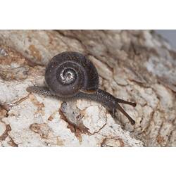 <em>Strangesta gawleri</em>, Gawler Carnivorous Snail. Grampians National Park, Victoria.