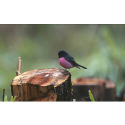 A bird, the Pink Robin, on a tree stump.