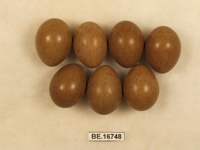Seven bird eggs with specimen label.