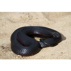 <em>Pseudechis porphyriacus</em>, Red-bellied Black Snake. Grampians National Park, Victoria.
