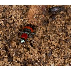 Orange and blue beetle on soil.