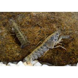 Greyish coloured crayfish with blue eyes on rock.
