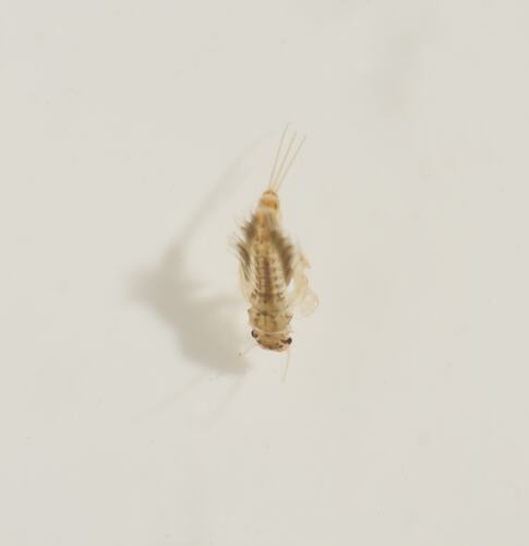 Pale and brown insect with tail filaments.