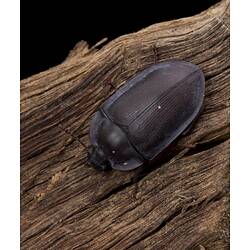 Black beetle with flattened edge on wood.