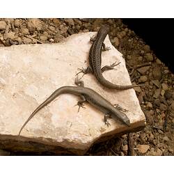 Two brown skinks, one strongly spotted, on rock.