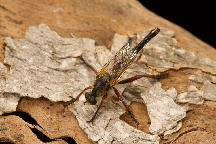Robber Fly.