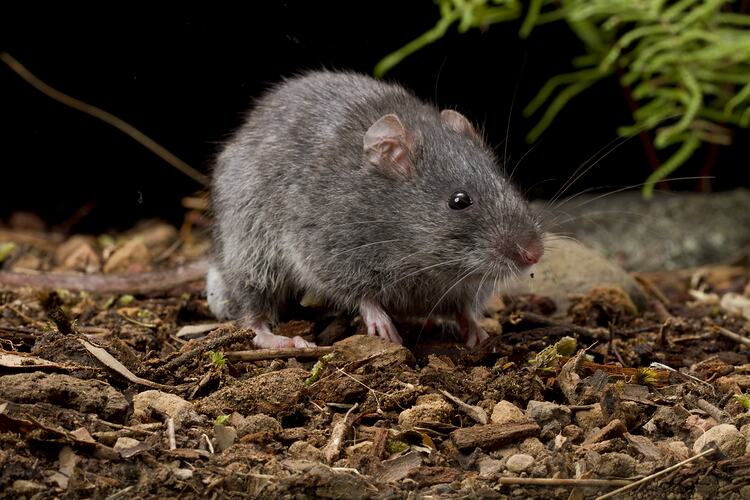 Smokey Mouse.