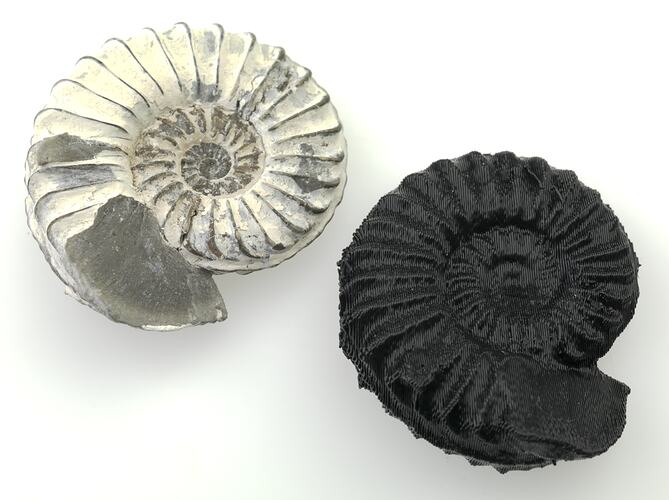One white real and one black plastic ammonite.