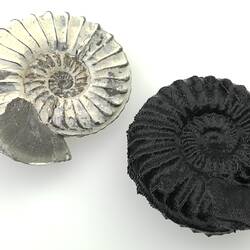 One white real and one black plastic ammonite.