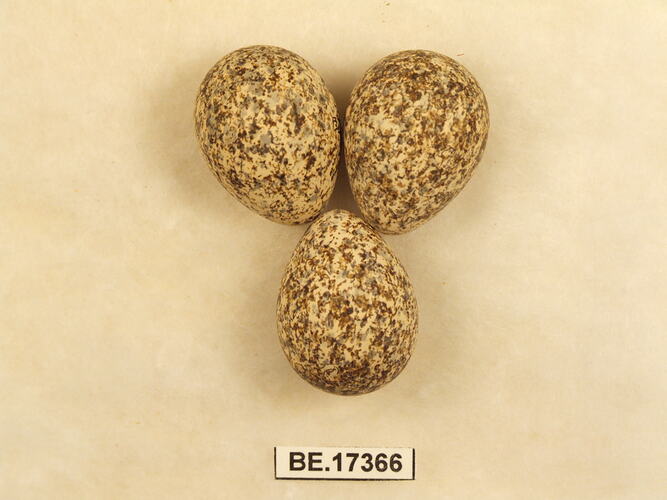 Three bird eggs with specimen label.