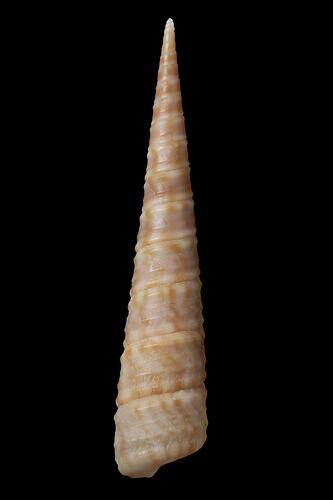 High-spired snail shell.