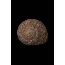 <em>Clanculus undatus</em>, top snail, shell.  Registration no. F 180039.