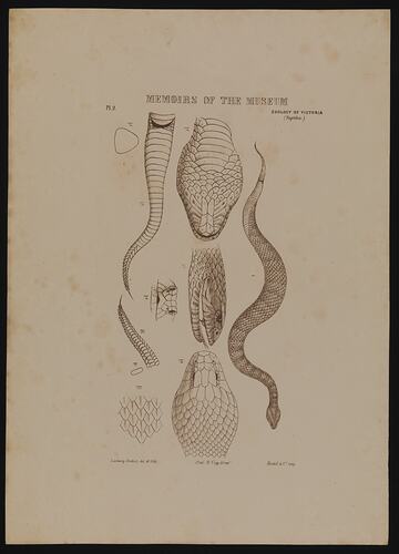 Acanthophis antarcticus
