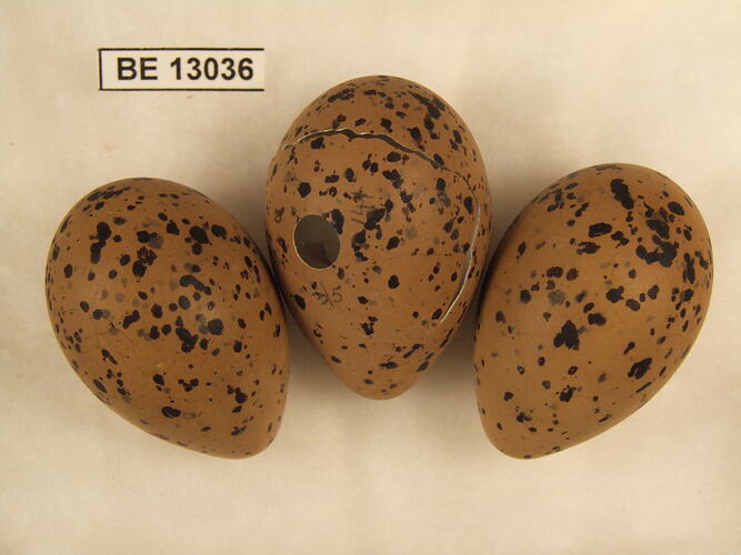 Three bird eggs with specimen label.