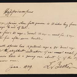 Notes, Indian ink - Common Seadragon, Phyllopteryx taeniolatus, & Shorthead Seahorse, Hippocampus breviceps, Ludwig Becker, Jan 1859