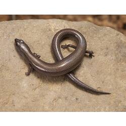 Long, narrow brown skink, tail looped under its body.
