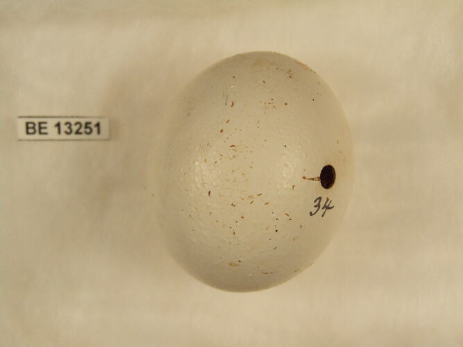 Bird egg with specimen label.