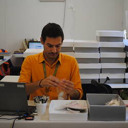 Man at desk processing and storing archaeological fragments.