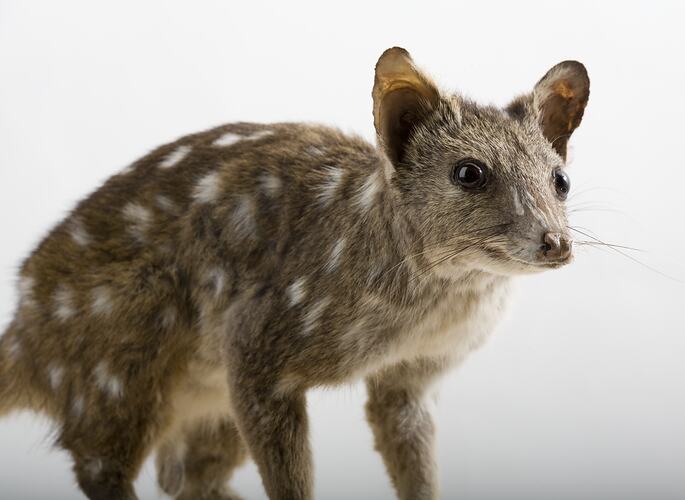 Taxidermied marsupial specimen with brown fur and white spots.