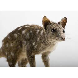 Taxidermied marsupial specimen with brown fur and white spots.