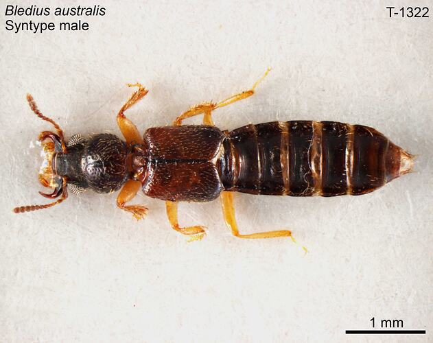 Beetle specimen, male, dorsal view.