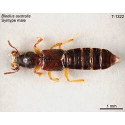 Beetle specimen, male, dorsal view.