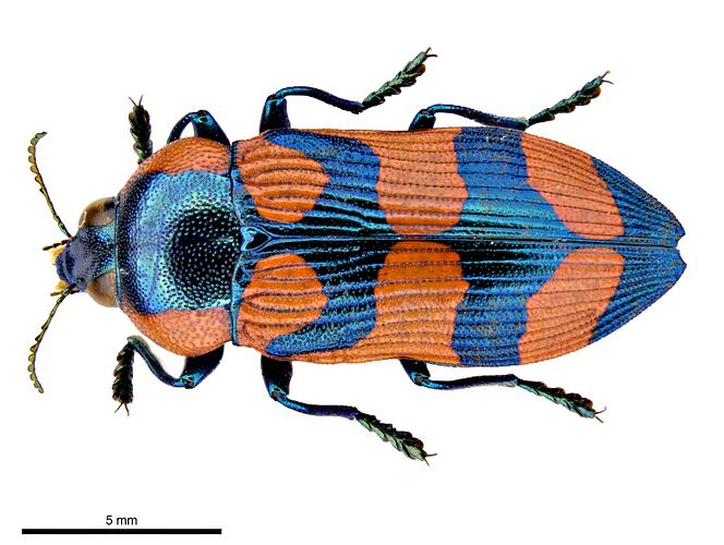 Pinned red and blue jewel beetle specimen, dorsal view.