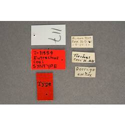 Entomology type specimen labels.