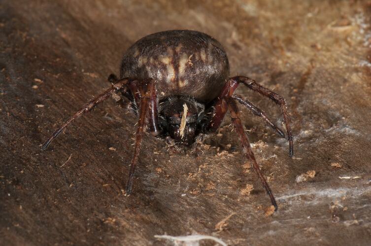 <em>Eriophora</em> sp., orb-weaving spider. Budj Bim Cultural Heritage Landscape