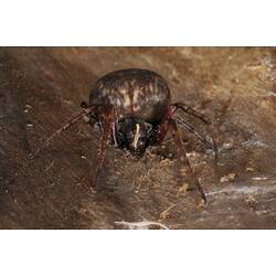 <em>Eriophora</em> sp., orb-weaving spider. Budj Bim Cultural Heritage Landscape