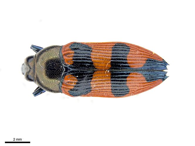 Pinned black and red jewel beetle specimen, dorsal view.