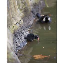 Two fluffy black water bird chicks swimming.