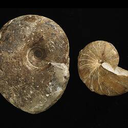 Two coiled fossil cephalopod shells.