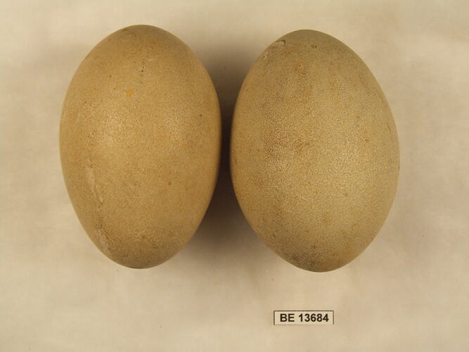 Two bird eggs with specimen label.