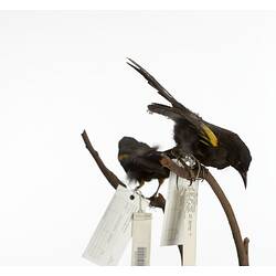 Two mounted birds on branch with labels.