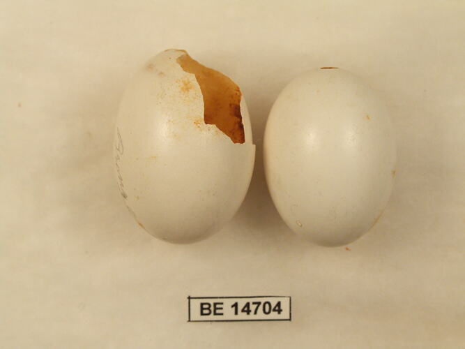 Two bird eggs, one broken, with specimen label.