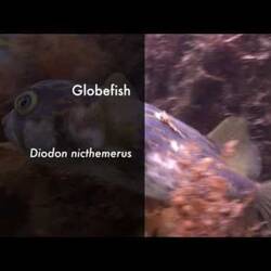 Silent footage of the Globefish, <em>Diodon nicthemerus</em>.