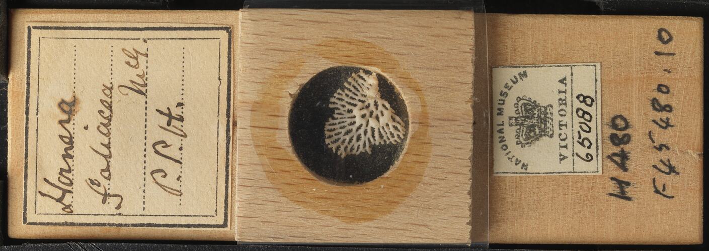 Bryozoan specimen in wooden microslide with handwritten labels.