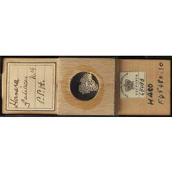 Bryozoan specimen in wooden microslide with handwritten labels.