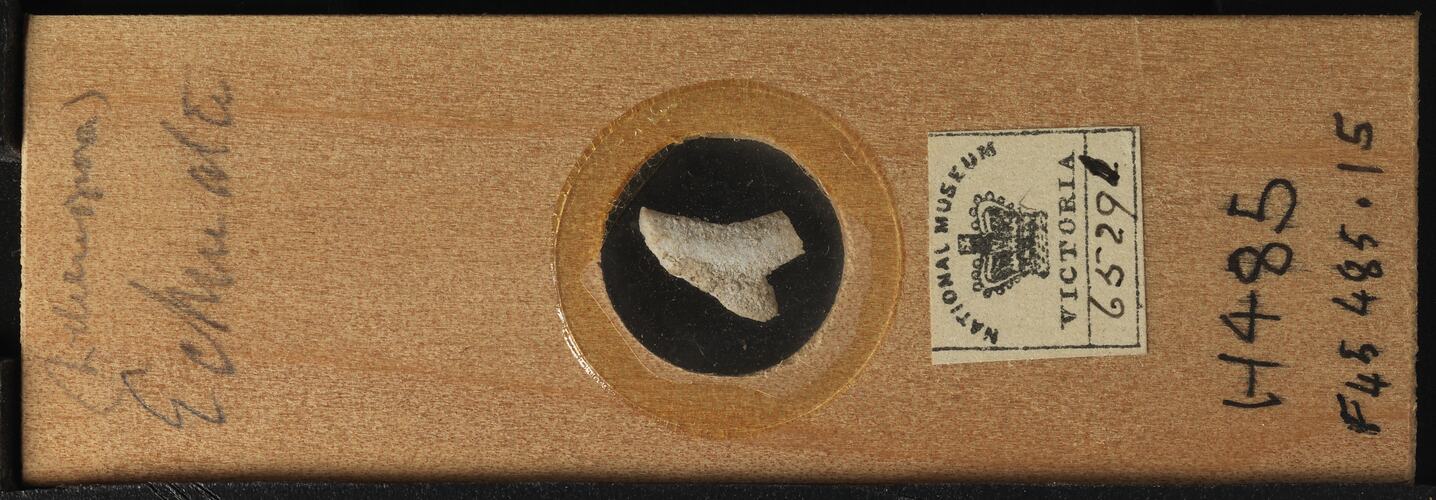 Bryozoan specimen in wooden microslide with handwritten labels.