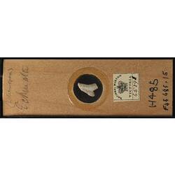 Bryozoan specimen in wooden microslide with handwritten labels.