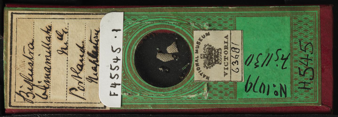 Bryozoan specimen mounted on microslide covered with paper.