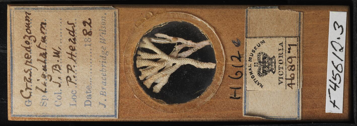 Top view of bryozoan specimen on wooden microslide.