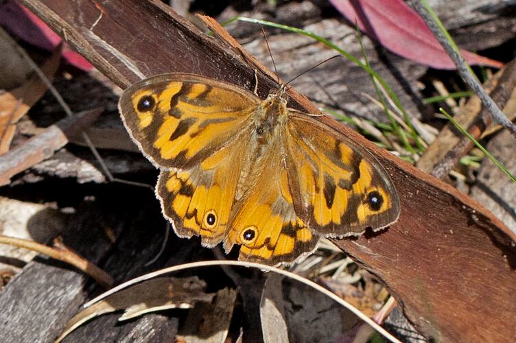 Orange butterfly with brown patches on wing sitting on curled bark.